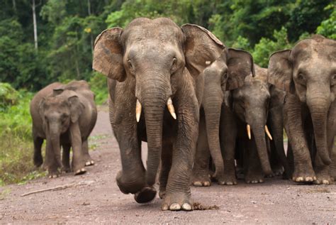 borneo elephant population